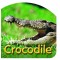 Board Book: Crocodile