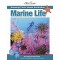 Amazing Facts: Australian Marine Life
