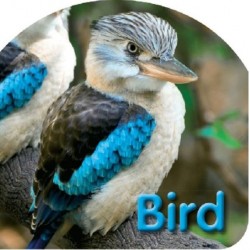 Board Book: Bird