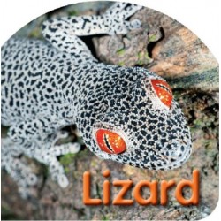 Board Book: Lizard