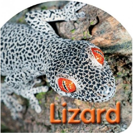 Board Book: Lizard