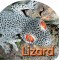 Board Book: Lizard